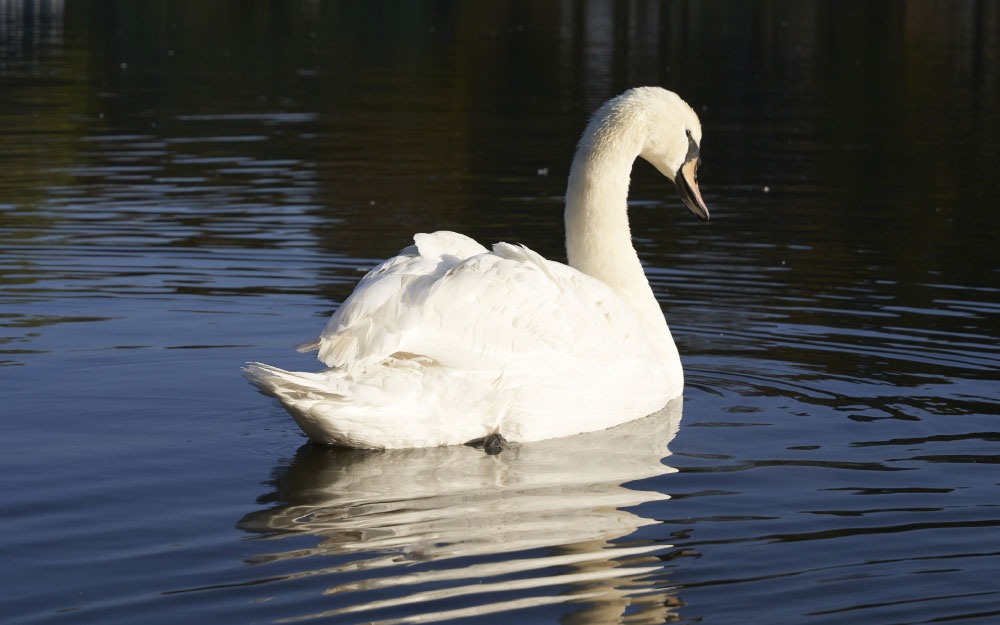 Swan